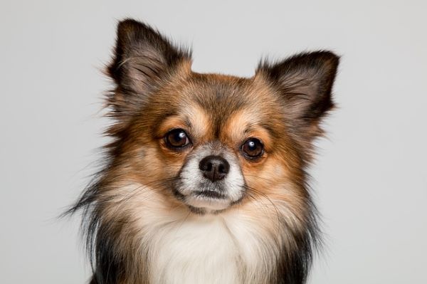 Le Chihuahua : Tout Savoir sur lui !