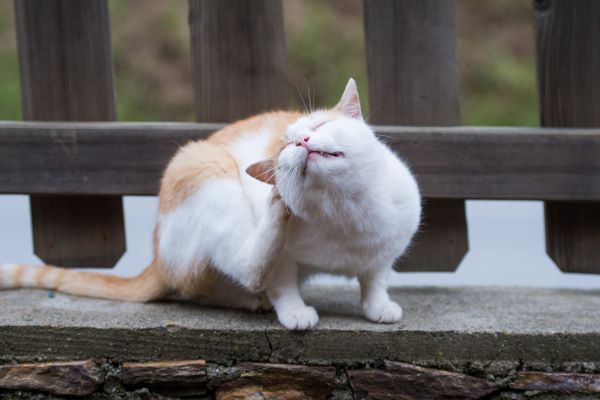Trombiculose chez le chat : causes, symptômes et traitement