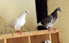pigeon et tourterelle dans une volière