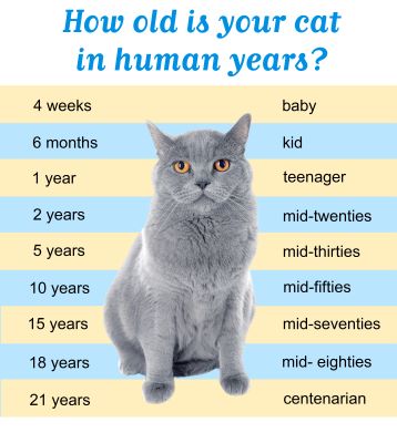 Âge humain d'un chat