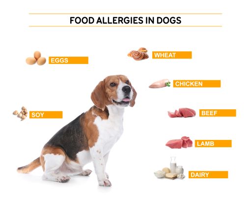 Allergie alimentaire du chien : les causes