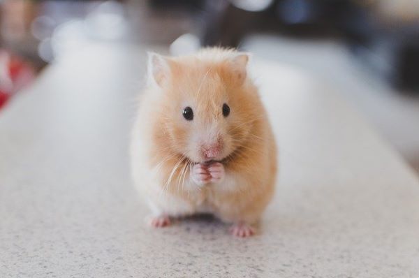 J'adopte un hamster : conseils d'experts