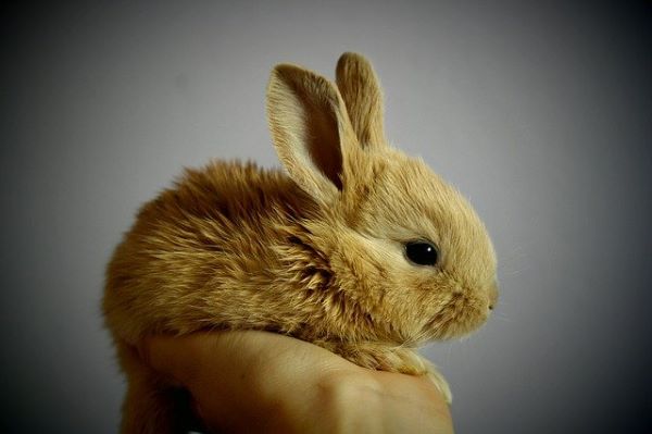 J'adopte un lapin : conseils d'experts