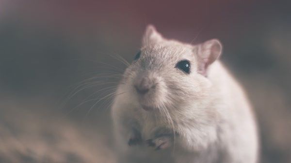 J'adopte une souris : conseils d'experts