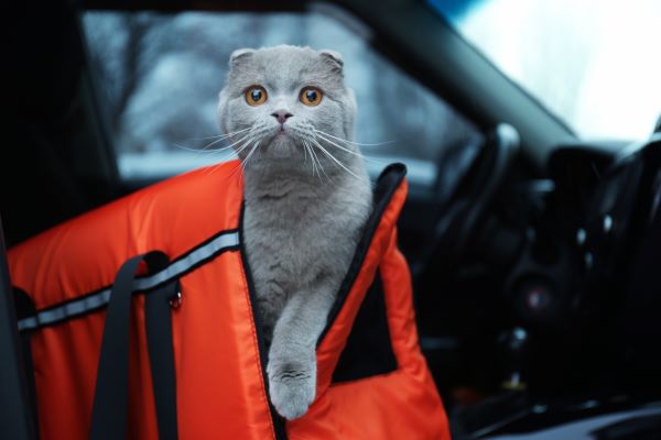 DIY : Comment calmer un chat en voiture ? 7 bons gestes