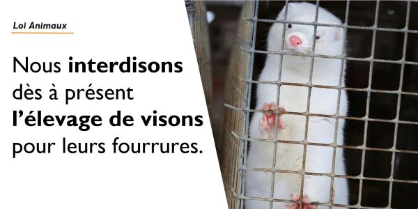 Loi maltraitance animale : Interdiction d'élever des visons pour leurs fourrures
