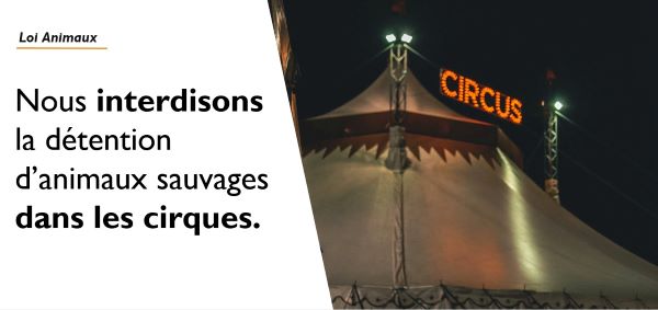 Loi maltraitance animale : Interdiction de détenir des animaux sauvages dans les cirques
