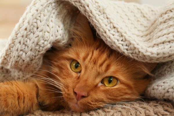 Garder son Chat au chaud : 7 Conseils pour cet hiver