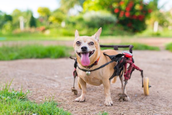 Rampe pour faciliter l'accès aux animaux handicapés