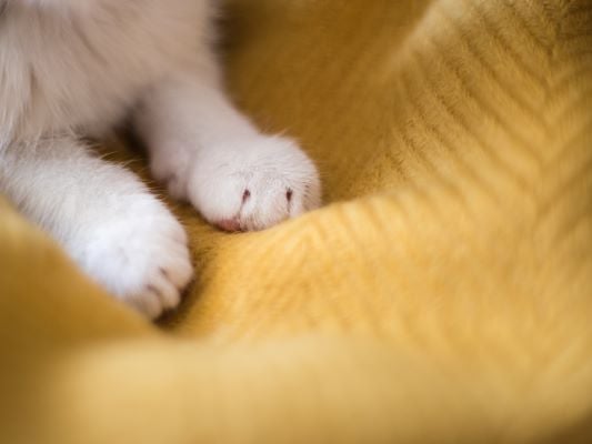Un chat qui pétrit une couverture