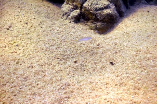 Quel sable et gravier choisir pour son aquarium ?