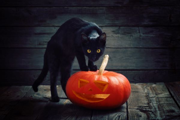 Le chat noir et sa signification : porte-malheur ou porte-bonheur