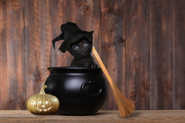 Chat noir signification : son adoption pour Halloween