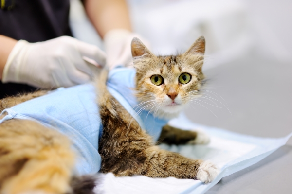 Chat stérilisé ou castré après l'opération chez un vétérinaire