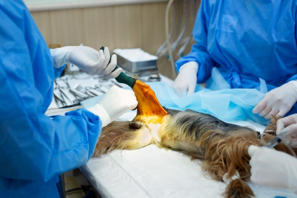Stérilisation ou castration d'un chien chez un vétérinaire