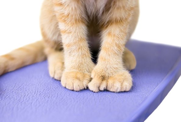 Chat polydactyle ou polydactylie