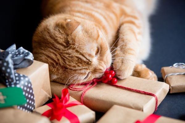 DIY Cadeau de Noël pour chat : nos 15 plus belles idées ! - Blog