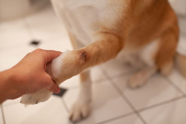 Hot Spot chez le chien : causes, symptômes et traitement