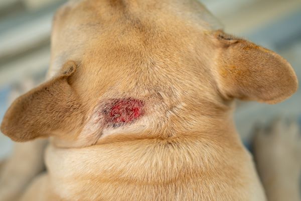 Hot Spot chez le chien : symptômes et plaies