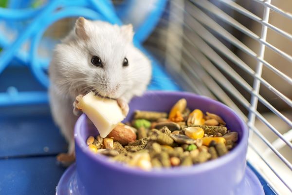 Aliments riches en graisses pour l'hibernation du hamster