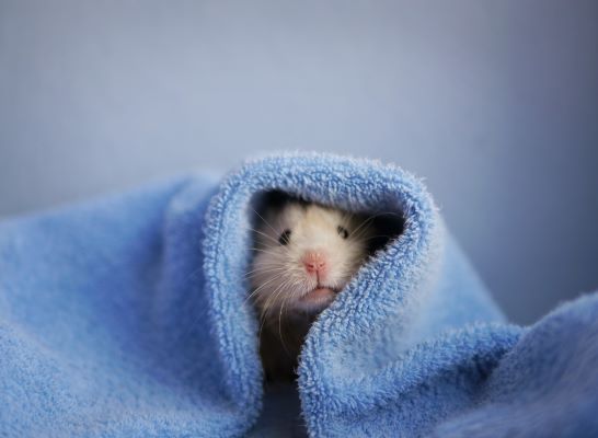 Hamster au réveil dans une serviette chaude