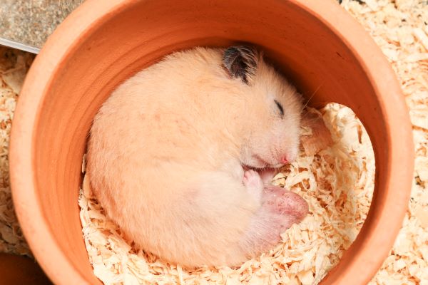 Hamster Syrien en hibernation