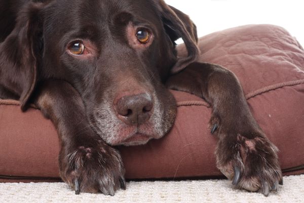 Dysplasie de la hanche chez le chien : Labrador