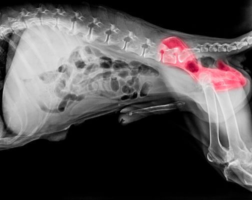 Dysplasie de la hanche chez le chien : radiographie