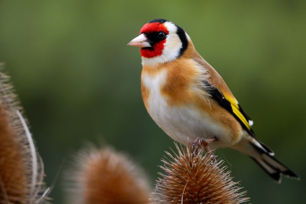 Les oiseaux du jardin en hiver : Chardonneret élégant