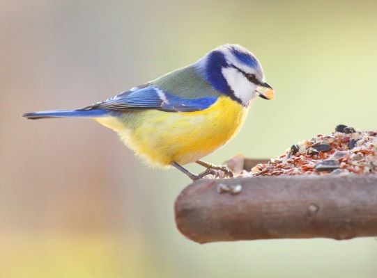 Les oiseaux du jardin en hiver : Mésange bleue