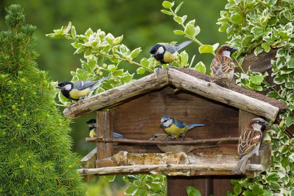 Les oiseaux du jardin en hiver : quels sont-ils ?