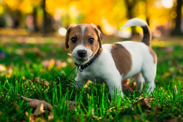 Pourquoi un chien mange de l'herbe ? 6 Raisons simples !