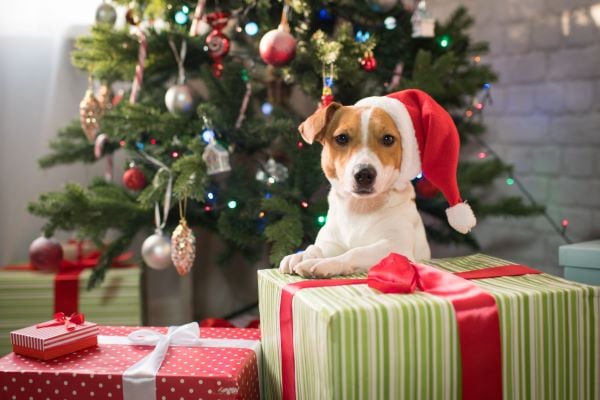 DIY Cadeau de Noël pour chien : 11 idées de génie pour lui !