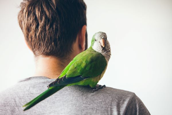 Adopter son oiseau domestique : 3 conseils pour bien l'accueillir ...