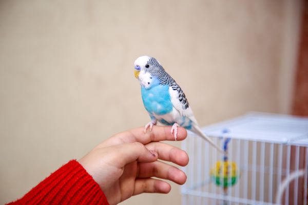 Adopter son oiseau domestique : Perruche ondulée pour jouer