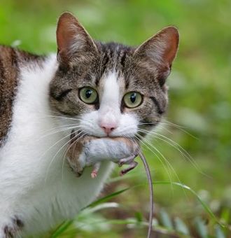 Échinococcose du chat : causes, symptômes et traitement