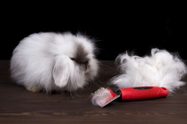 Toilettage lapin : Couper les boules de poils
