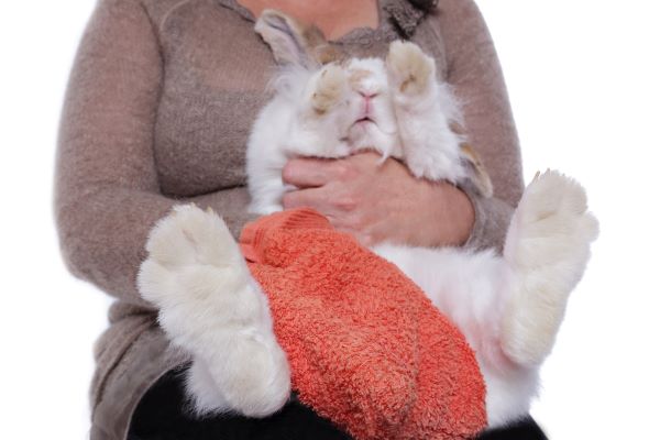 Toilettage lapin : laver son lapin au gant