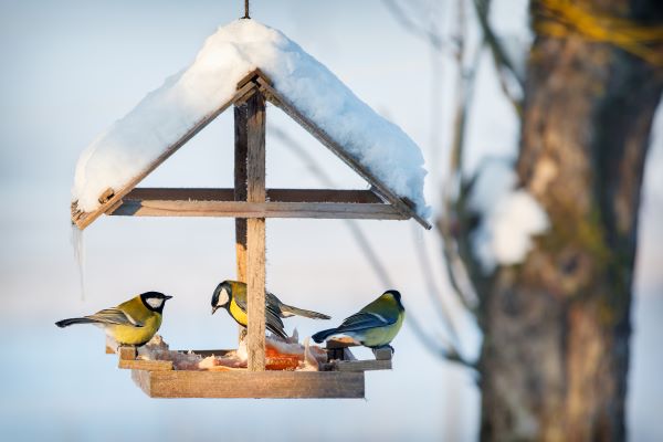 Comment sauver les oiseaux du jardin en hiver ? 5 petits gestes