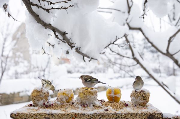 Nourrir les oiseaux du jardin en période de gel