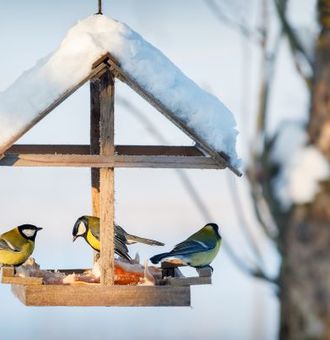Comment sauver les oiseaux du jardin en hiver ? 5 petits gestes