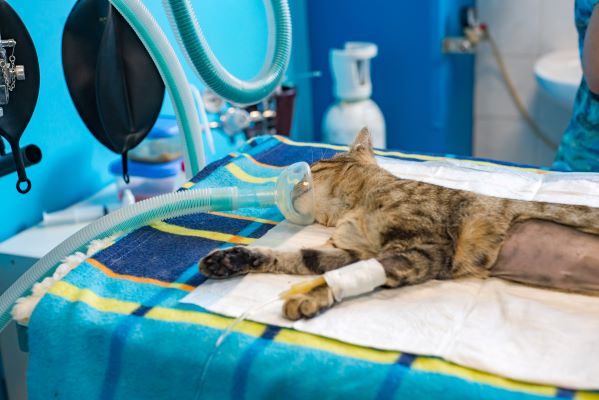 Stérilisation du chat : opération chez le vétérinaire