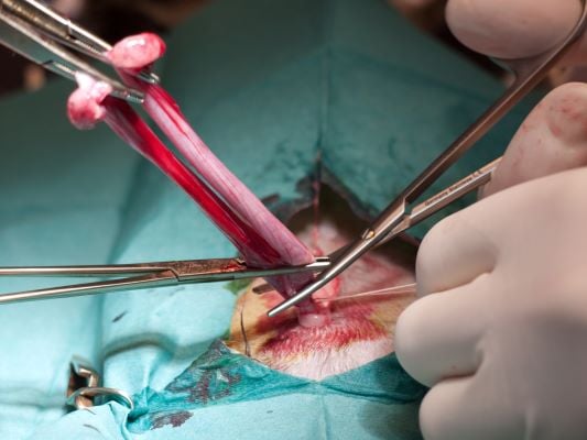 Stérilisation du chat : ovariectomie chez la femelle