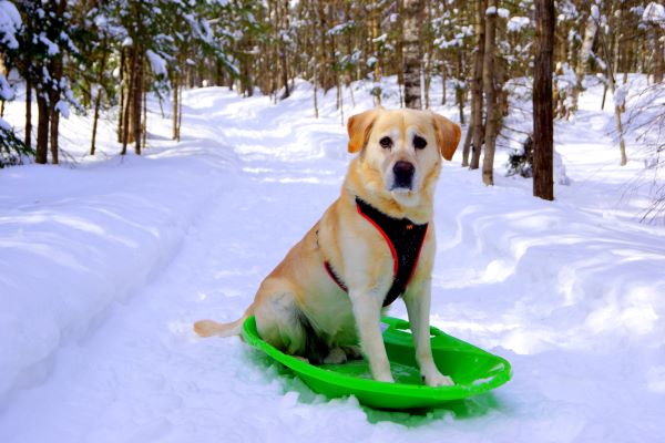 Sports canins en hiver : Cani-luge