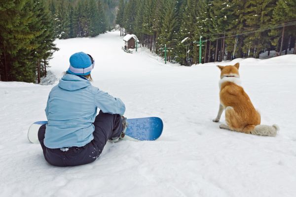 Sports canins en hiver : Cani-snowboard