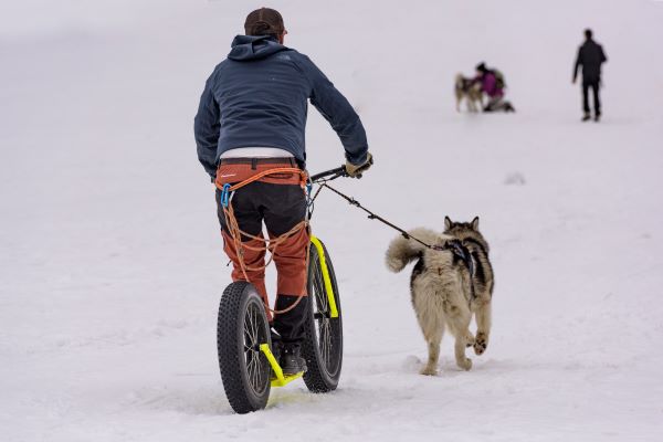 Sports canins en hiver : Le Fatbike