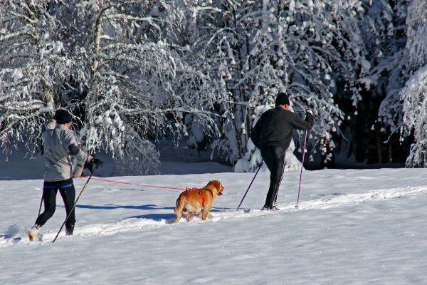 Sports canins en hiver : Ski-joering