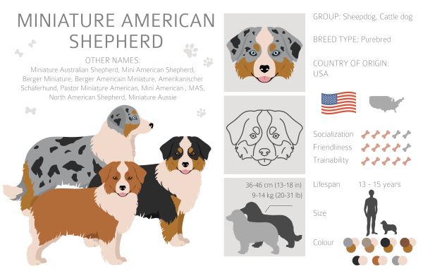 Berger Américain miniature : fiche technique sur le Miniature Americain Shepherd