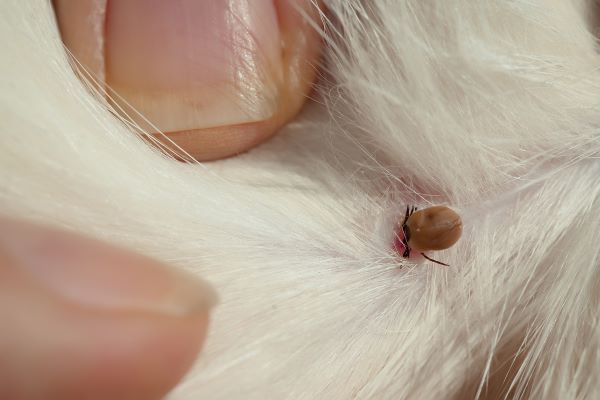 Vérifier la présence d'une tique dans les poils du chien