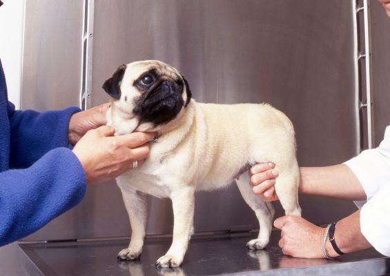 Arthrose chez le chien : rééducation et soins